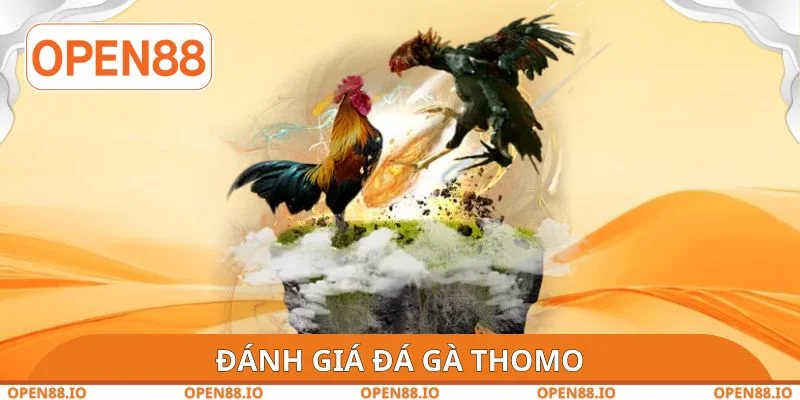 Đánh giá đá gà Thomo