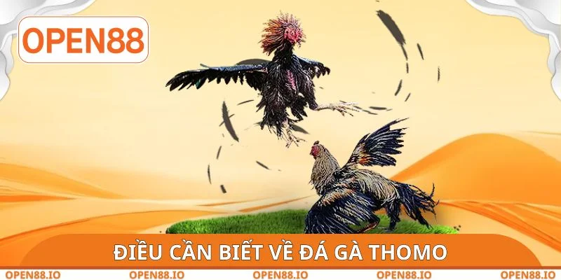 Điều cần biết về đá gà Thomo